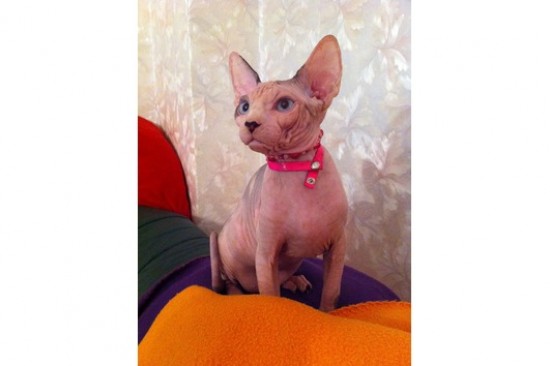 Sphynx kittens beschikbaar