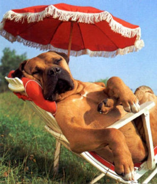 VAKANTIE met uw hond(en) ARDENNEN survival rafting enz.