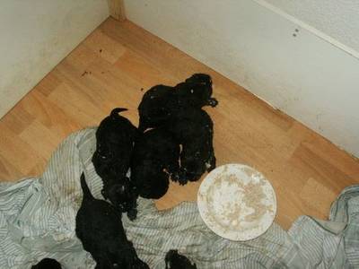 Puppies