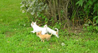 Chihuahua pups