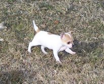 Chihuahua pups te koop