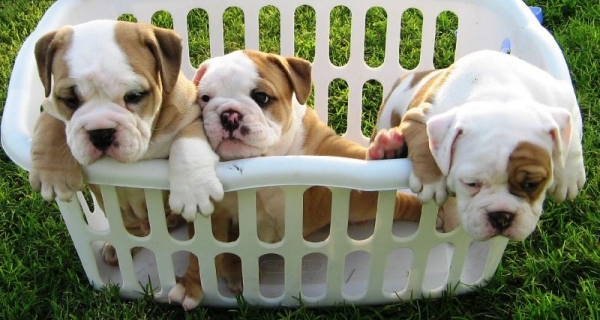 Goed sociaal Engels bulldog puppies.