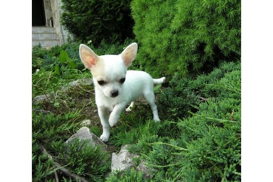 Chihuahua pups