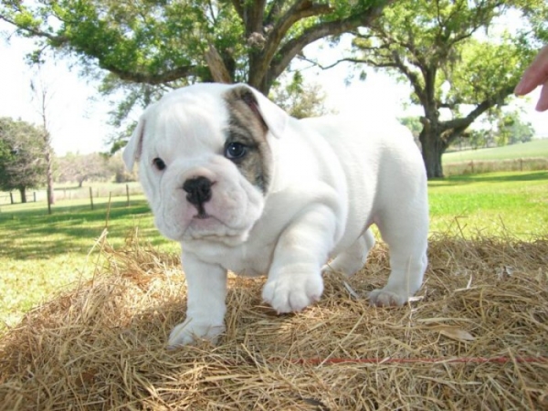 Engels Bulldog Pups