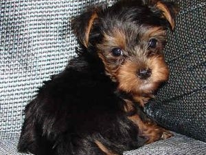 Irresistible vrouwelijke Yorkie Terrier pup.