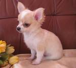Mooie chihuahua pups voor adoptie