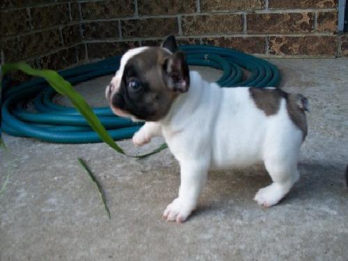 Franse Bulldog