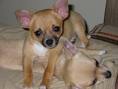 Leuke chihuahua puppy voor voor verkoop