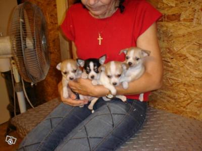 Chihuahua pups te koop