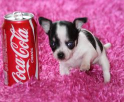 Chihuahua pups te koop
