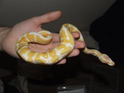 Albino en bont pythons te koop