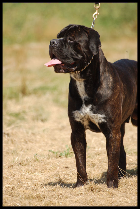Cane Corso pups met stamboom