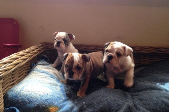 Engelse bulldog pups Beschikbaar.