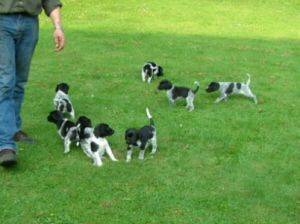 Duitse staande pup's Zwartschimmel