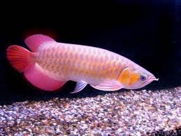 Arowana vissen beschikbaar voor verkoop