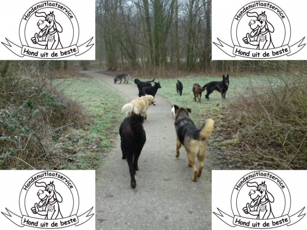 Hondenuitlaatservice Zoetermeer Hond uit de beste