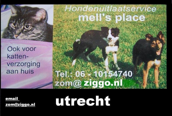 Honden uitlaat service