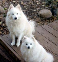 American Eskimo Dogs for sale