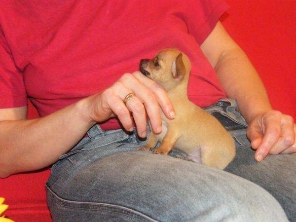 Chihuahua te koop