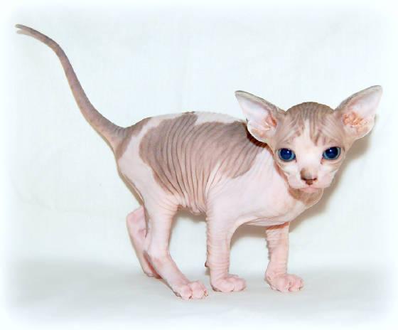 CFA Sphynx Mannelijke en vrouwelijke kittens klaar om te gaan