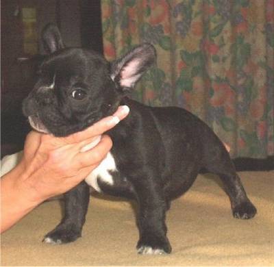 Franse Bulldogpups
