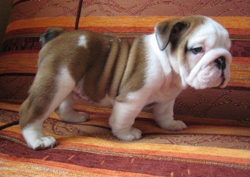 Gezond Engels bulldog pups ter goedkeuring
