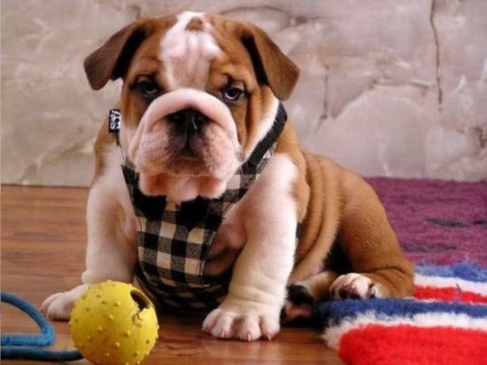 Puppy van de buldog van de kwaliteit engelse