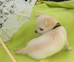 Kleine raszuivere chihuahua voor nieuwe woningen
