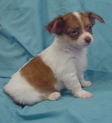 Chihuahua pup gratis