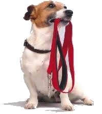 Hondenuitlaatservice regio's Eindhoven, Heeze, Someren, Weert, Budel, Waalre, uitlaatservice hond en