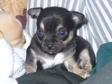 Chihuahua pups te koop
