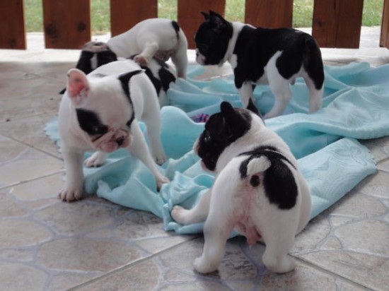 Super Speelse Blauwe Franse Bulldog pups