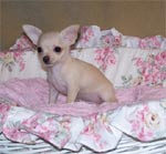 Aanhankelijk Chihuahua pups te koop