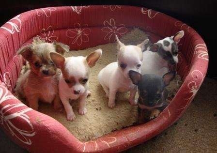 Chihuahua pups uitstekende