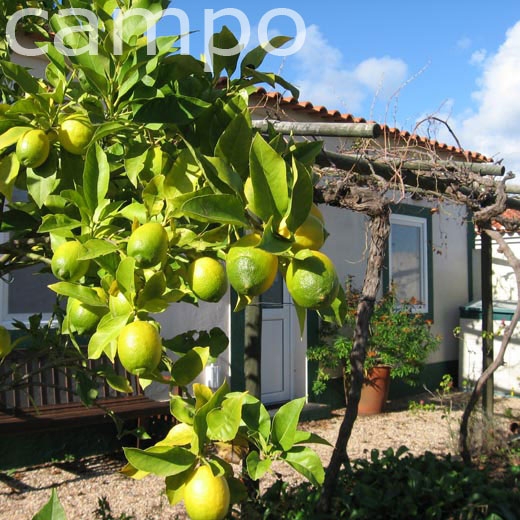 Vakantiehuis NO CAMPO: ontdek het échte Portugal