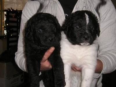 Kruising pups
