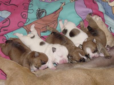 Cute,adorable and well socialized English buldog puppies.