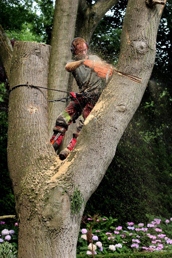 Snoeien of kappen en verwijderen van uw boom