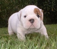 Enlish bulldog puppies te koop