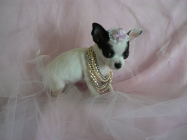 Chuhuahua puppies voor goede woningen