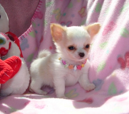 Mooie chihuahua pups beschikbaar