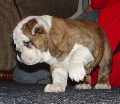 Engels Bulldog Puppy (14 weken oud)
