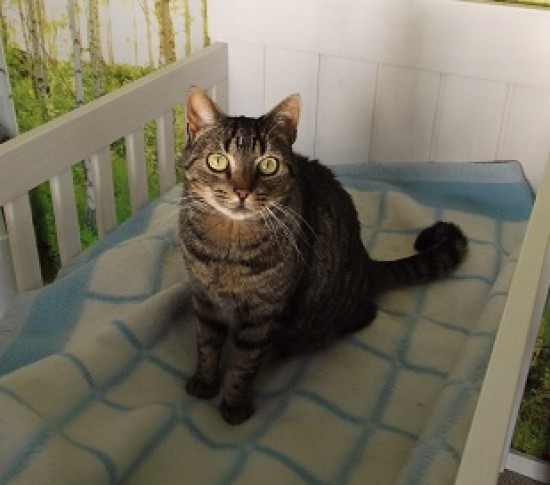 Ideaal voor zowel eigenaar als kat