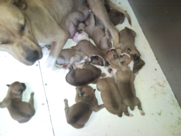 AM STAFFORD PUPS