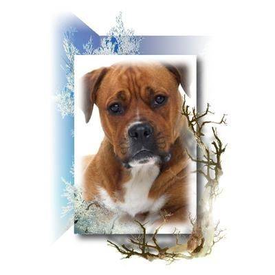 Voor al uw foto's, werk door geheel Nederland