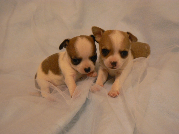 Chihuahua pups gratis