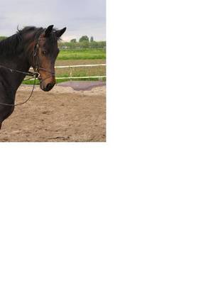 Mooie KWPN merrie!