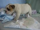 Engelse Bulldog