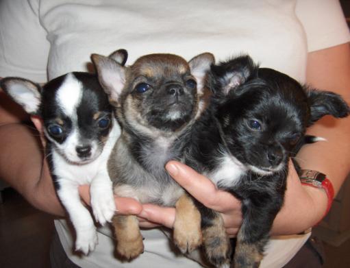 Schattige en lieve Chihuahua pups voor vrije adoptie (50euros)