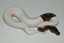 Albino, en bont te koop